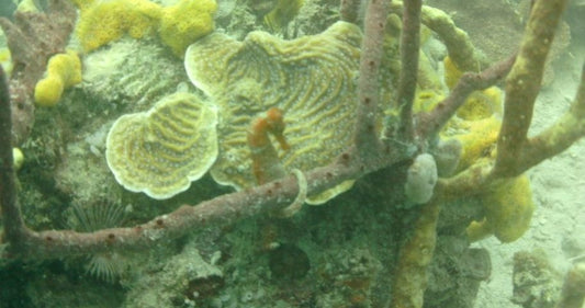 Hippocampus